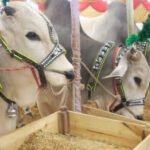Karachi Mandi Prices hit New Highs!
