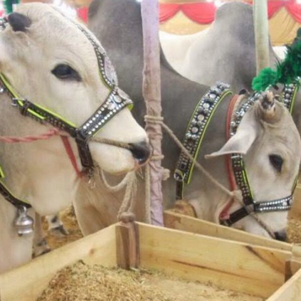 Karachi Mandi Prices hit New Highs!