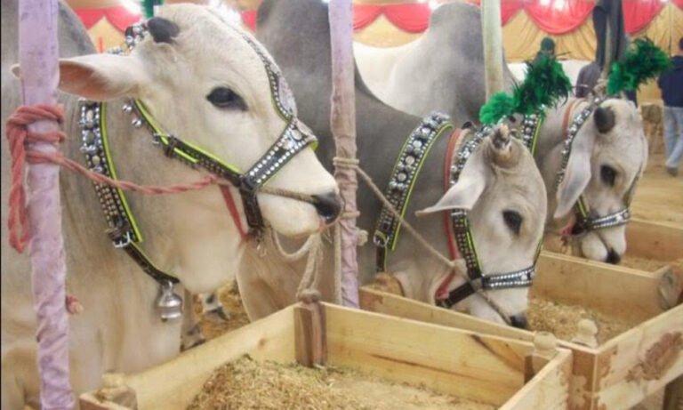 Karachi Mandi Prices hit New Highs!