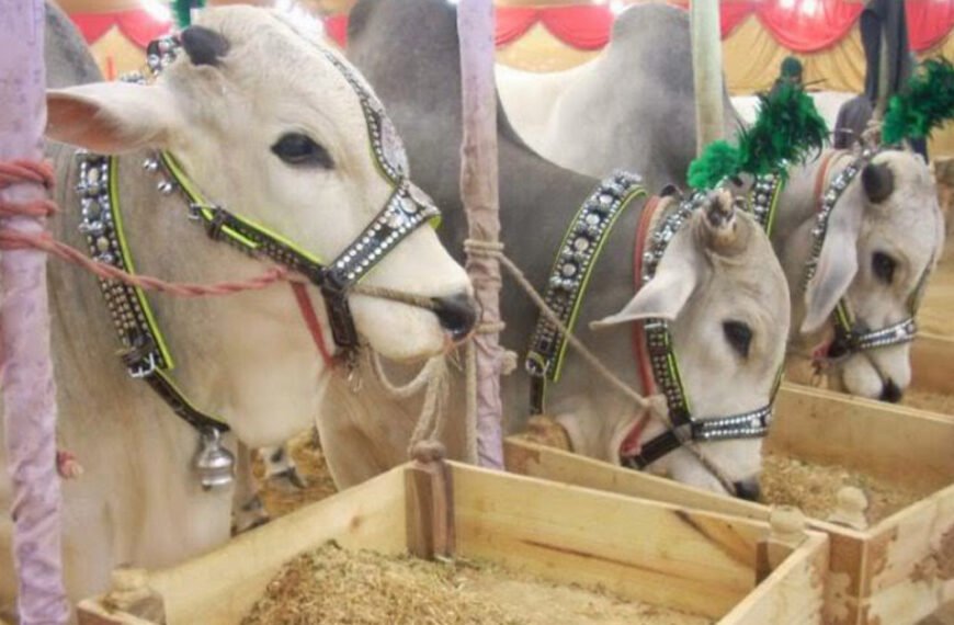 Karachi Mandi Prices hit New Highs!