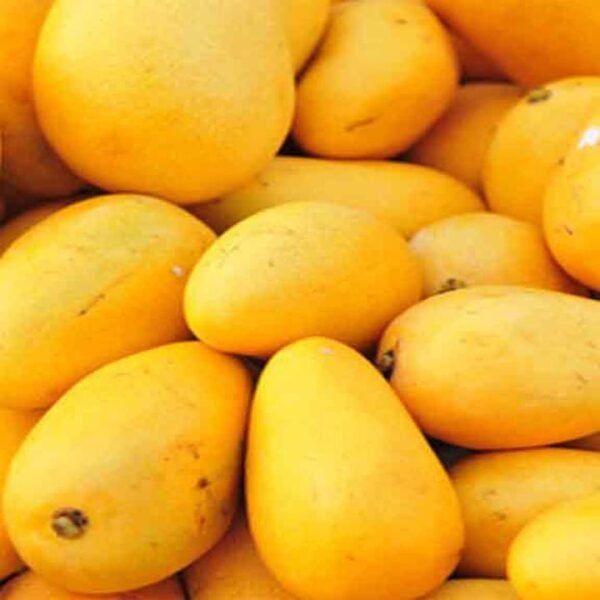 Over 5,500 kg of Mangoes Stolen from Multan…